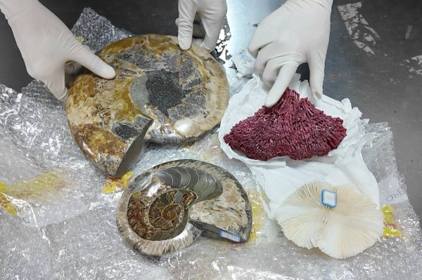 点搭网配资 大连海关查获违法出境古生物化石及珊瑚制品